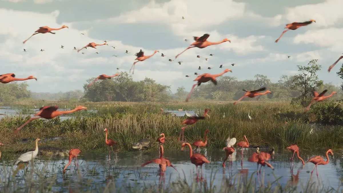 Flamingos flying over wetlands with an alligator among the grasses
